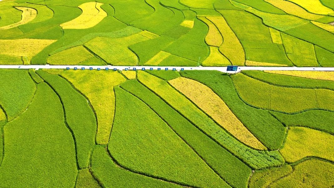 奇楠香生物